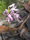 hyacynth orchid, Pambula, NSW